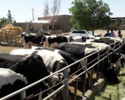 فروش دامداری و زمین کشاورزی در شهرستان سمنان