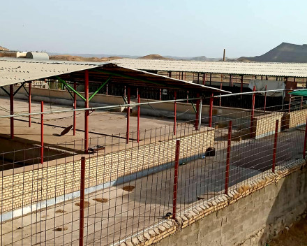 دامپروری صنعتی ۱۰۰۰راسی واقع در شمال خوزستان 
