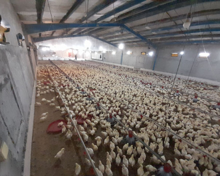 فروش مرغداری ۲۱۰۰۰ قطعه‌ای واقع در نظراباد